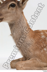 Neck Deer Animal photo references